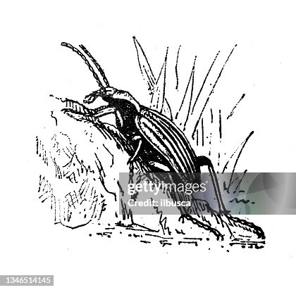 Antique illustration: Ground beetle Antique illustration: Ground beetle