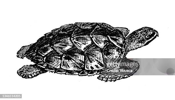 ilustrações, clipart, desenhos animados e ícones de ilustração antiga: tartaruga marinha - tartaruga marinha
