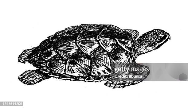 antique illustration: sea turtle - loggerhead sea turtle italy stock illustrations