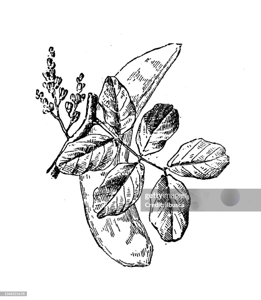 Antique illustration: Carob