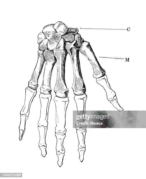 antique illustration: hand bones - wrist anatomy stock illustrations