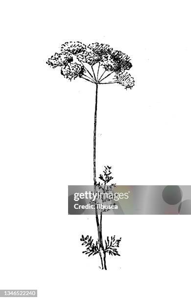 641点のキャラウェイシードのストックフォト Getty Images 641点のキャラウェイシードのストックフォト Getty Images