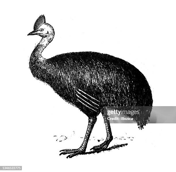 antique illustration: southern cassowary (casuarius casuarius) - cassowary stock illustrations