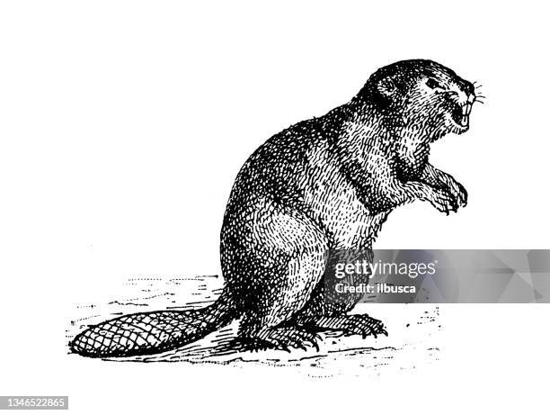illustrazioni stock, clip art, cartoni animati e icone di tendenza di illustrazione antica: castoro - beaver