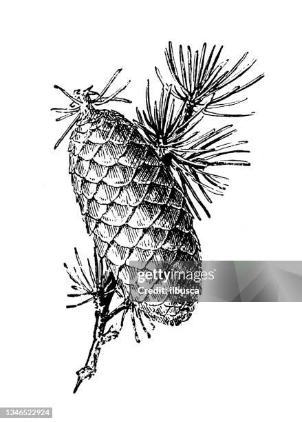 antique illustration: cedar - cedar tree stock illustrations