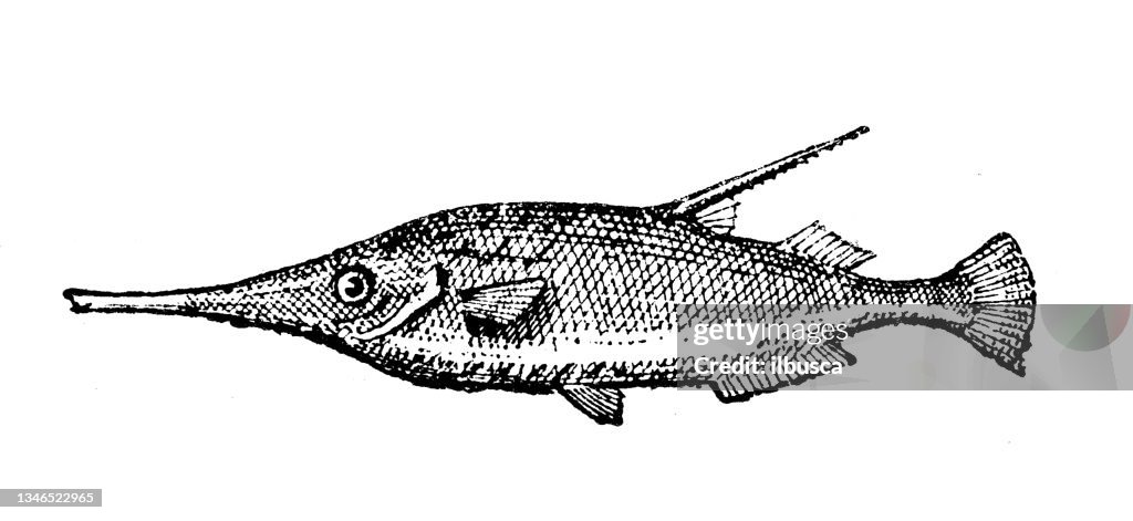 Antique illustration: trumpetfish