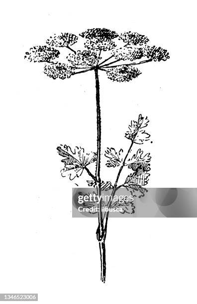 antique illustration: chervil - chervil stock illustrations