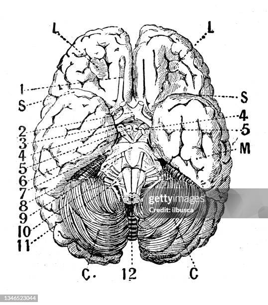 antique illustration: brain cerebellum - human brain diagram stock illustrations