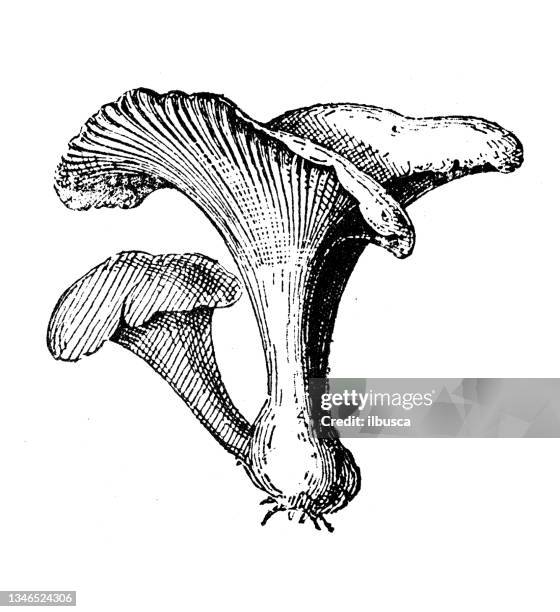 antique illustration: chanterelle mushroom - cantharellus cibarius stock illustrations