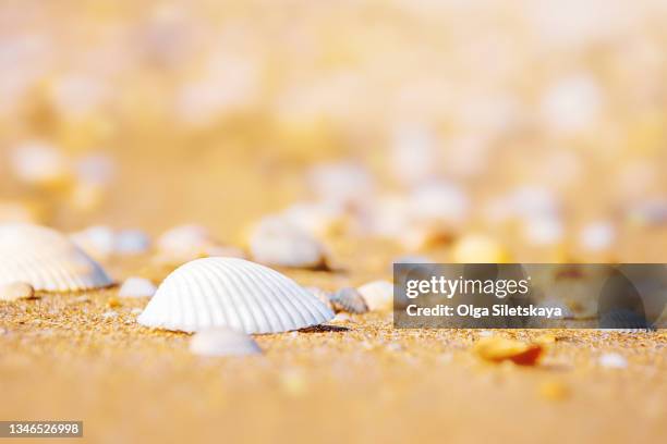 Coin Shell Beach 2,837 Conch Shell On Beach Stock Photos, High-Res Pictures, and Images ...