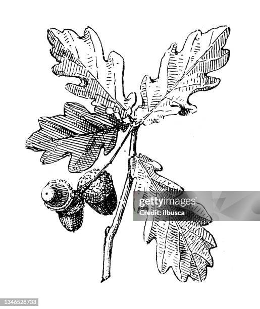 antique illustration: acorn - oak leaf stock illustrations