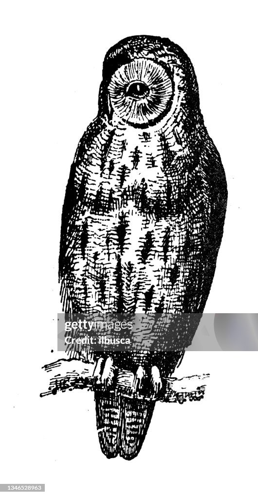 Antique illustration: tawny owl or brown owl (Strix aluco)