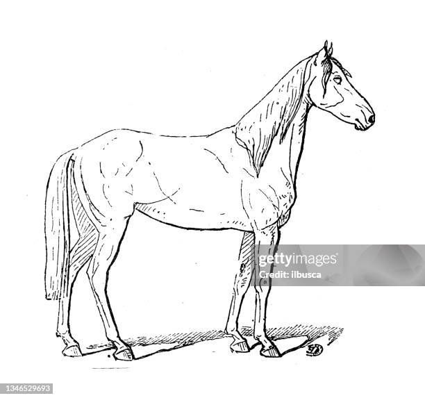 ilustraciones, imágenes clip art, dibujos animados e iconos de stock de ilustración antigua: barbe horse - barbe