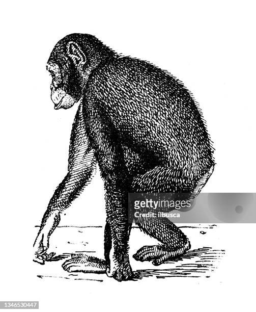 illustrations, cliparts, dessins animés et icônes de illustration ancienne : chimpanzé - chimpanzé