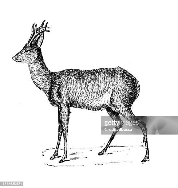 ilustraciones, imágenes clip art, dibujos animados e iconos de stock de ilustración antigua: corzo - roe deer