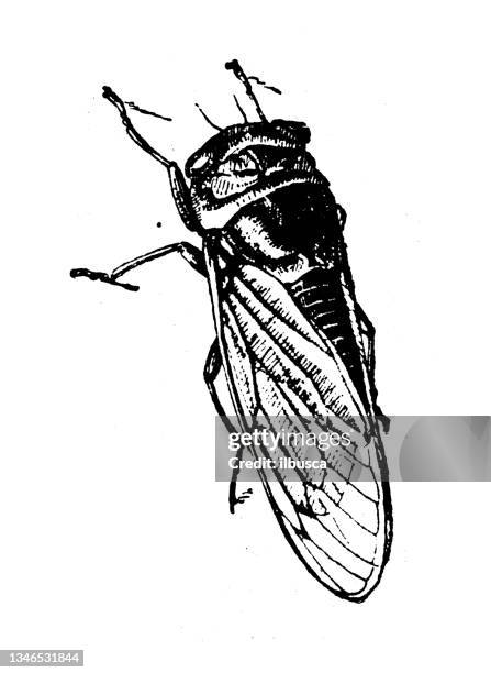 antique illustration: cicada - cicada stock illustrations