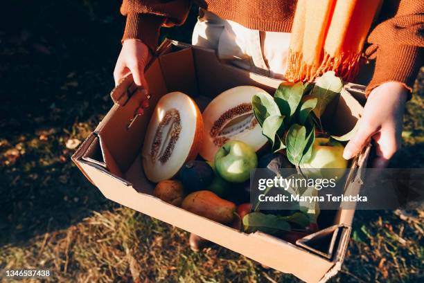 a woman holds a box with a harvest in her hands. - shifting cultivation stock-fotos und bilder