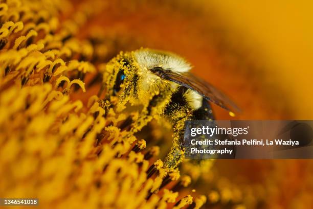 close up of a bee covered with pollen - sac stock pictures, royalty-free photos & images