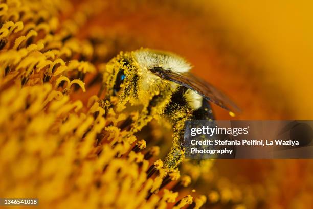 close up of a bee covered with pollen - sac 個照片及圖片檔