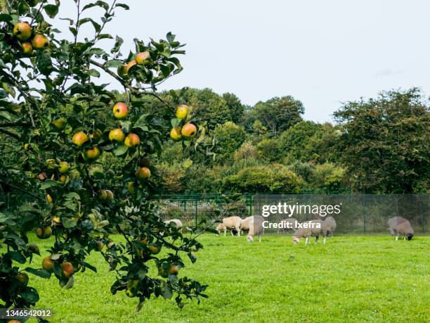 sheep grazing in an apple orchard. - apple tree stock pictures, royalty-free photos & images