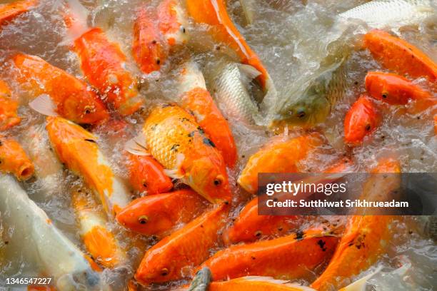 high angle view of koi carps in pond - gold fish stock pictures, royalty-free photos & images