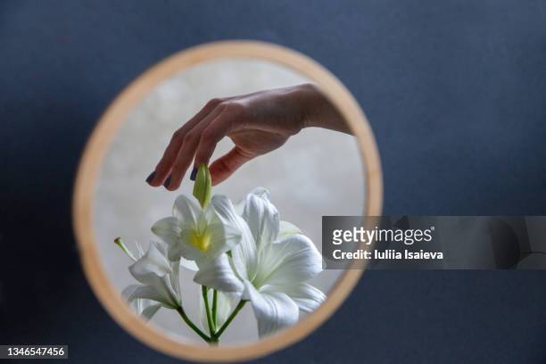 crop woman with blooming flower in hand - lili gentle fotografías e imágenes de stock