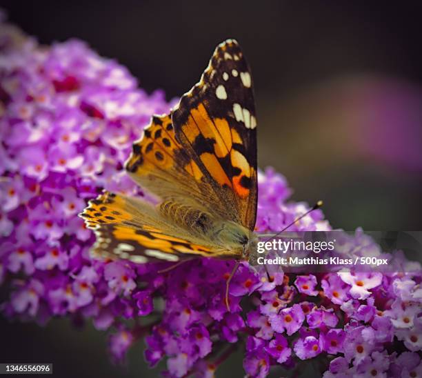 close-up of butterfly pollinating on purple flower,augsburg,germany - butterfly bush stock pictures, royalty-free photos & images