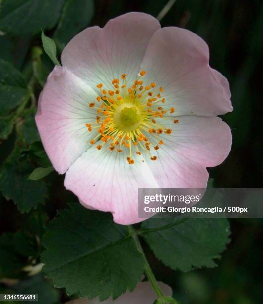 close-up of pink flower,rimella,vercelli,italy - wildrose stock pictures, royalty-free photos & images