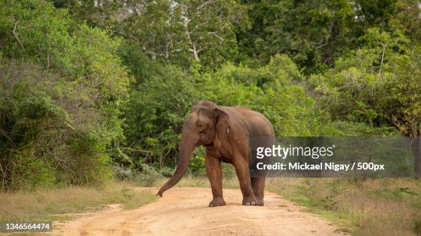 side view of indian asian elephant walking on dirt road,sri lanka - asian elephant stock pictures, royalty-free photos & images