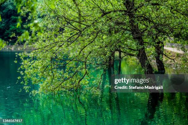 green tree in a lake - エメラルドグリーン ストックフォトと画像