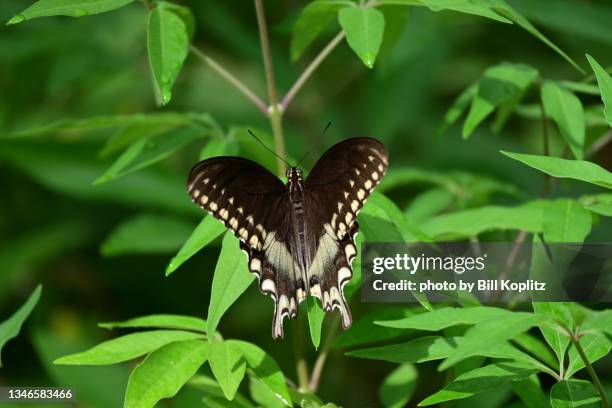 spicebush swallowtail butterfly - spice swallowtail butterfly stock pictures, royalty-free photos & images