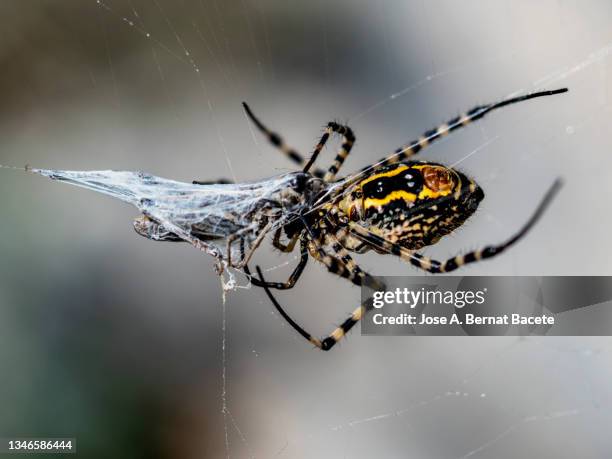 spider eating a grasshopper that it has caught in its web, specie wasp spider (argiope bruennichi). - insect light trap stock pictures, royalty-free photos & images