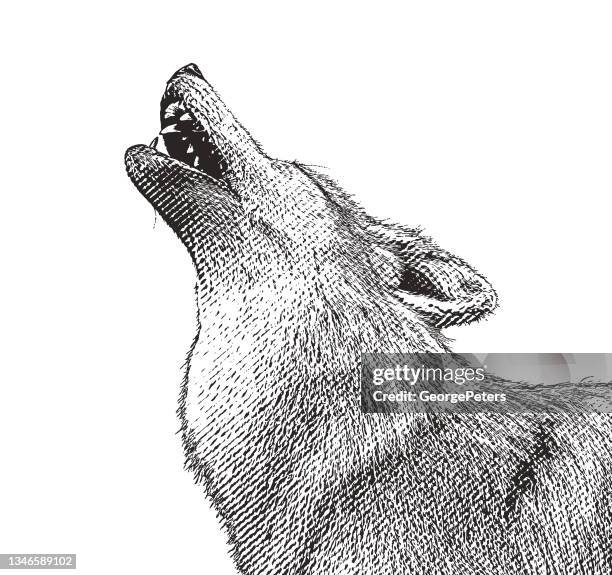 gray wolf howling at the moon - wolfpack stock illustrations