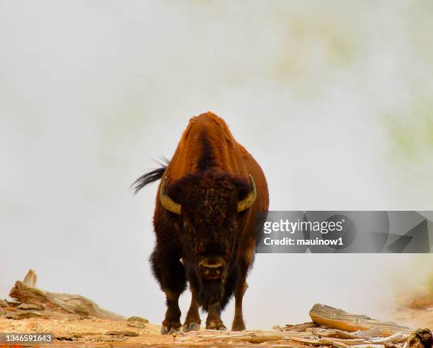 amerikanischer bison - buffalo stock-fotos und bilder