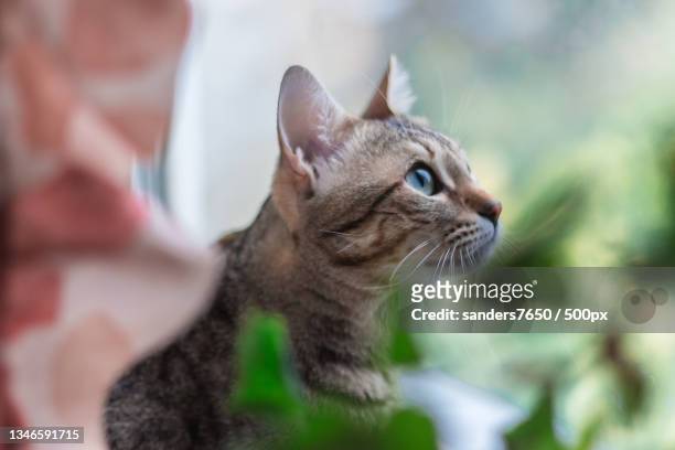 close-up of a cat looking away - kitty sanders stock pictures, royalty-free photos & images
