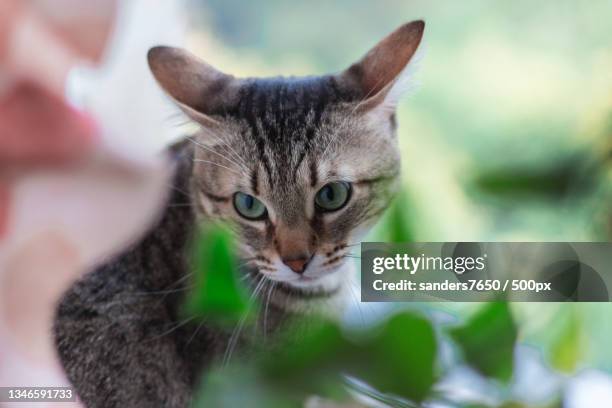 close-up portrait of cat - kitty sanders stock pictures, royalty-free photos & images