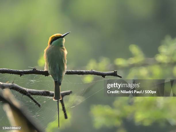 close-up of bee perching on branch,pune,maharashtra,india - niladri paul ストックフォトと画像