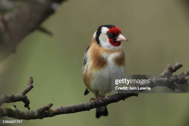 goldfinch - carduelis carduelis stock pictures, royalty-free photos & images