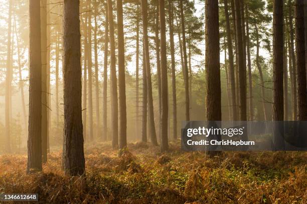 cannock chase, staffordhire, england, uk - cannock wood stock pictures, royalty-free photos & images
