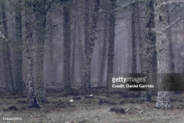 3,749 Scary Forest Background Photos and Premium High Res Pictures - Getty  Images