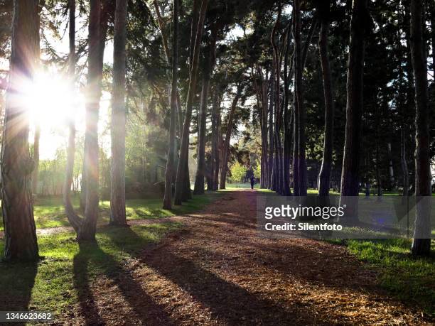 sun through pines - beacon hill park stock pictures, royalty-free photos & images