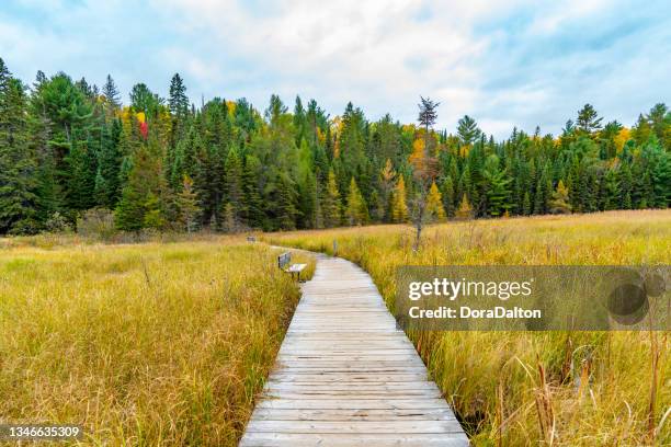 fall colors at beaver pond trail, algonquin provincial park, ontario, canada - muskoka stock pictures, royalty-free photos & images