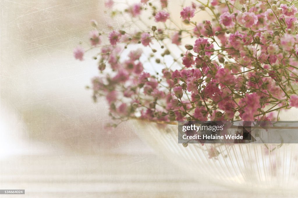 Gypsophila 'Rosenschleier' in bowl of glass