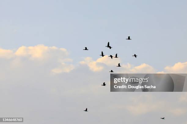 flock of birds in the sky - birds flying stock pictures, royalty-free photos & images