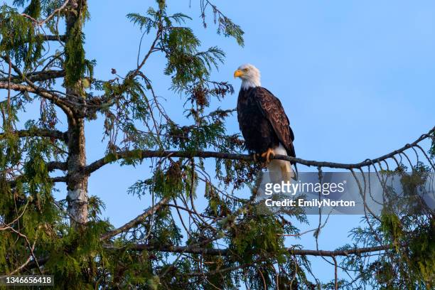 bald eagle perched in a tree - vc stockfoto's en -beelden