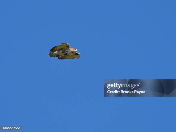 hawk dive-bombing to its prey. - boston bombing stock pictures, royalty-free photos & images