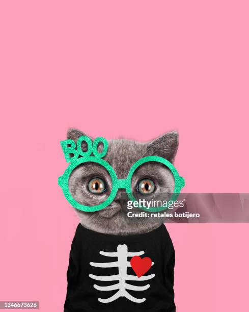 funny kitten on halloween - animal themes stock pictures, royalty-free photos & images
