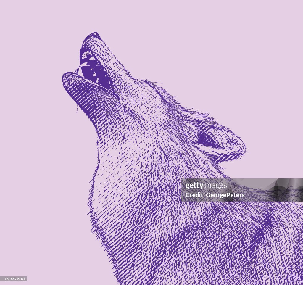 Gray wolf howling at the moon