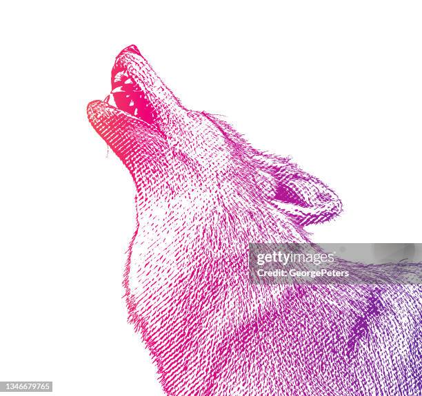 gray wolf howling at the moon - red wolf stock illustrations