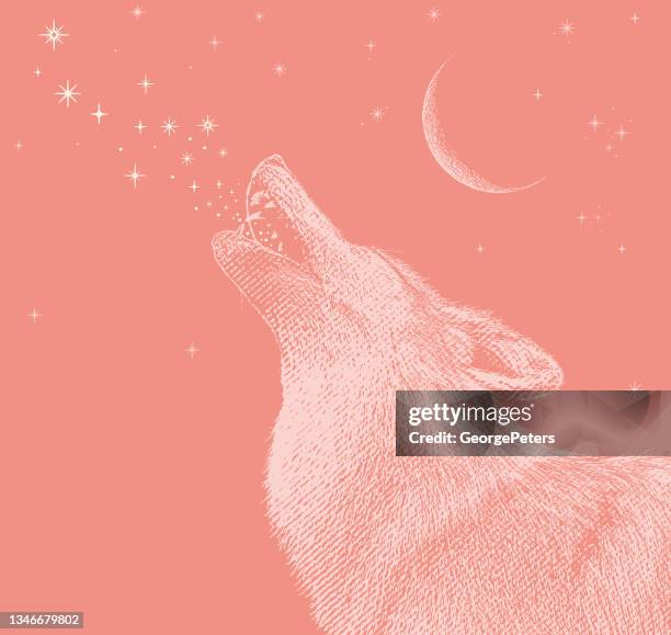 gray wolf howling at the moon - red wolf stock illustrations